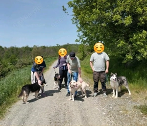 9J Husky Rüde aus Kroatien Ausreise nach Adoption Bundesweit möglich Bild 10