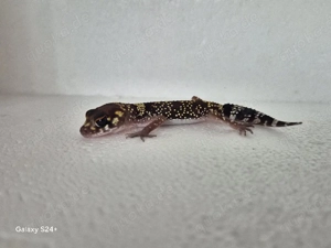 Underwoodsaurius Milli  Australischer Dickschwanzgecko  Bild 7
