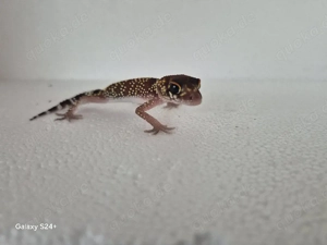 Underwoodsaurius Milli  Australischer Dickschwanzgecko  Bild 2