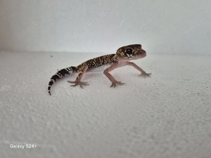 Underwoodsaurius Milli  Australischer Dickschwanzgecko  Bild 3
