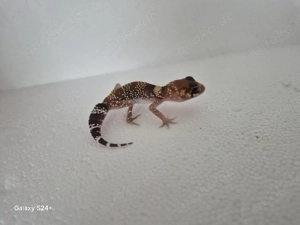 Underwoodsaurius Milli  Australischer Dickschwanzgecko  Bild 4