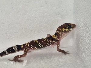 Underwoodsaurius Milli  Australischer Dickschwanzgecko  Bild 6
