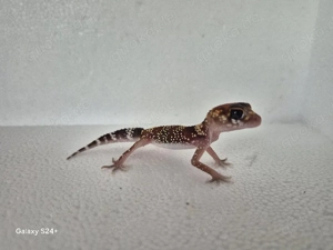 Underwoodsaurius Milli  Australischer Dickschwanzgecko  Bild 5