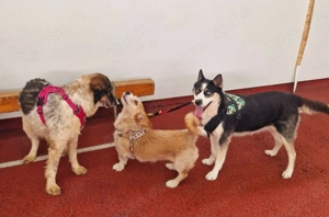 Husky Mix Hündin 6j aus Kroatien Ausreise nach Adoption Bundesweit möglich Fairy Bild 11