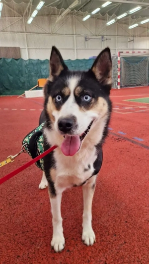 Husky Mix Hündin 6j aus Kroatien Ausreise nach Adoption Bundesweit möglich Fairy Bild 12