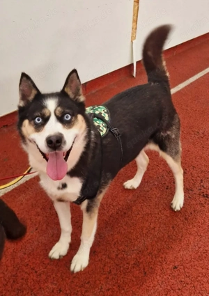 Husky Mix Hündin 6j aus Kroatien Ausreise nach Adoption Bundesweit möglich Fairy Bild 13
