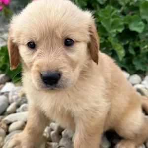 Golden-Retriever-Welpen WhatsApp: (15510055069)