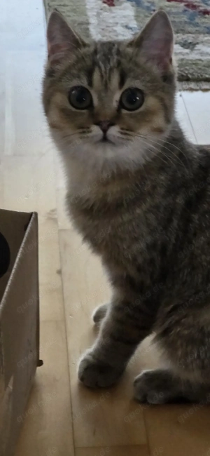 Katze sucht neues Zuhause 