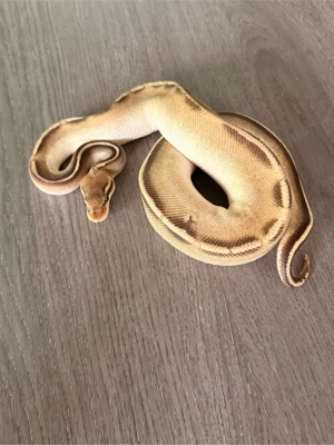 Königspython 1.0 Pastel Stranger Mojave Pos Lesser 