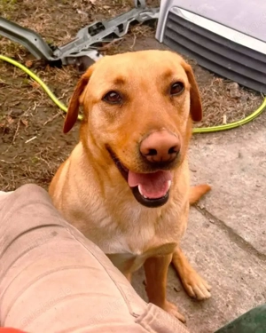 2J Labrador Rüde hellbraun ANFÄNGERHUND 25kg 50cm Ausreise nach Adoption BUNDESWEIT MÖGLICH