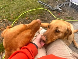 2J Labrador Rüde ANFÄNGERHUND 25kg 50cm Ausreise nach Adoption BUNDESWEIT MÖGLICH