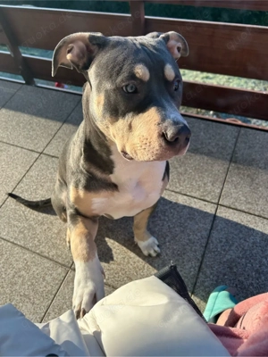 junger rüde sicht zuhause 