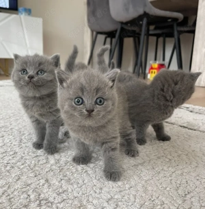 Reinrassige bkh Kitten