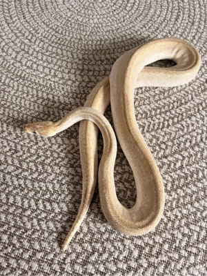 Königspython 0.1 Super Champagne