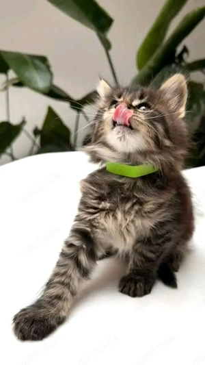 Wunderschöner Maine Coon Nachwuchs   5 Kitten suchen ein liebevolles Zuhause