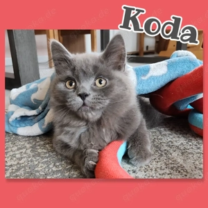 Baby Kätzchen Kitten Junge reinrassig Blh Bkh super lieb und verkuschelt 