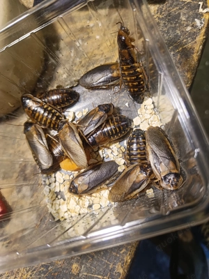 Waldschaben aus unserer Zucht