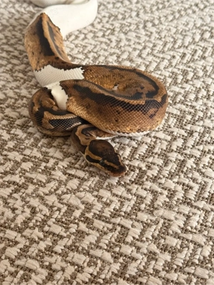 Königspython 1.0 Yellow Belly Pied 