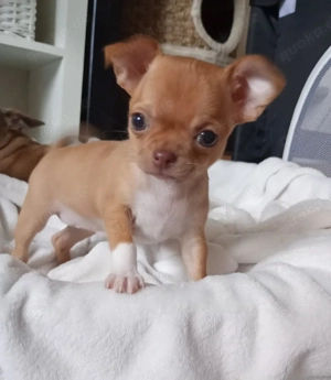 Chihuahua Hündin 