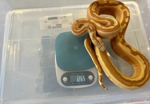 1,0 Hypo Labyrinth 100% Het VPI Blood Pos Jungle Boa constrictor Bild 6