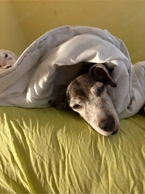 Suche ein welpen mix kleinbleibend 