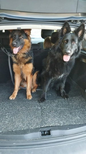 altdeutscher schäferhund  Bild 3