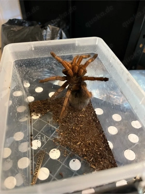 vogelspinne pamphobeteus  Bild 4