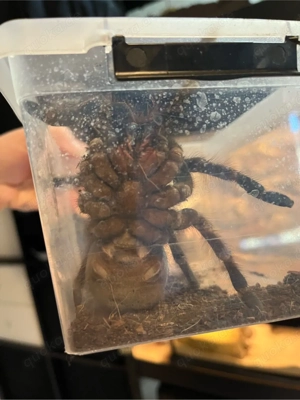 vogelspinne pamphobeteus  Bild 2