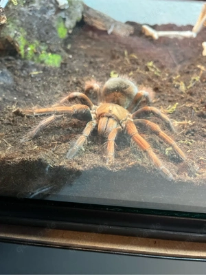 vogelspinne pamphobeteus  Bild 3