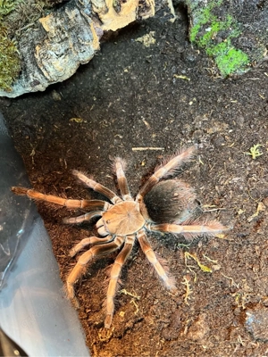 vogelspinne pamphobeteus  Bild 5