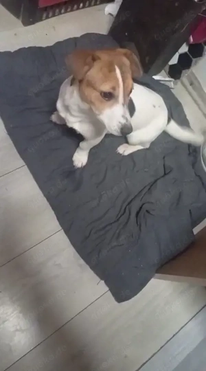 jackrussel Hündin 6 Monate 