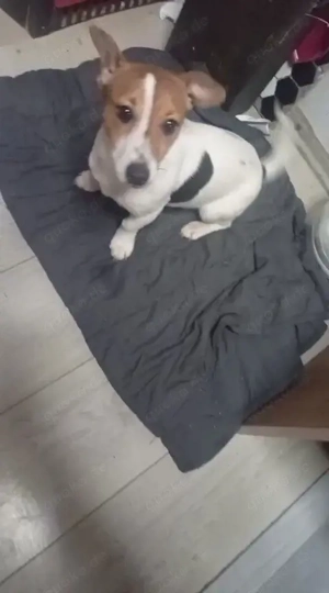 jackrussel Hündin 6 Monate  Bild 2