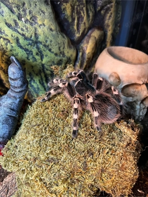 acanthosocurria Geniculata Vogelspinne 