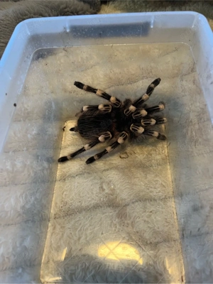acanthoscurria geniculata