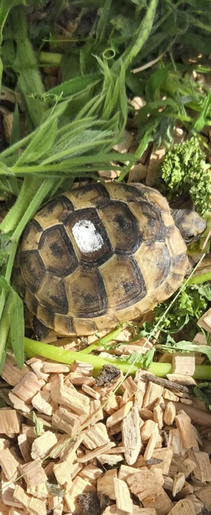 maurische Landschildkröte 