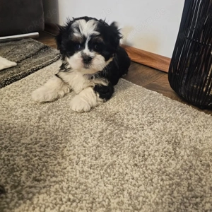 Traumhafte Shih-Tzu-Mädchen   verspielt, liebevoll & bereit für ihr neues Zuhause