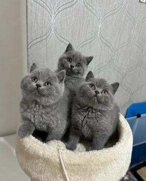 Süße BKH Kätzchen (Blau & Lilac