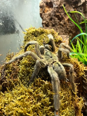 psalmopoes cambridgei 