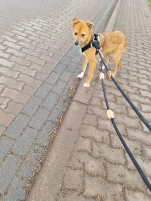 Angel 1jahr 4 monate  in Deutschland 