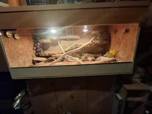 Terrarium mit Leopardgeckos zu verkaufen 