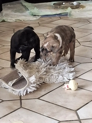 Französische Bulldogge teils Fluffy