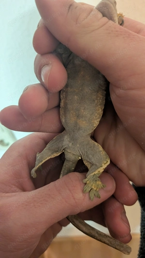 Kronengecko Weibchen - Correlophus ciliatus