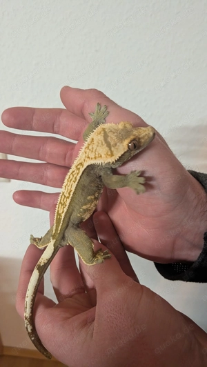 Kronengecko Weibchen - Correlophus ciliatus