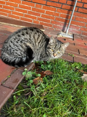 Katzen, Hofkatzen, Hauskatzen  Bild 3