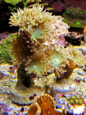 Korallenableger mit Versand- Duncanopsammia axifugia Bild 3