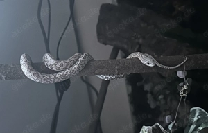 1.0 Anery Sunkissed Tessera (poss. hom. Tessera) Korrnatter 