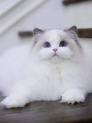    Ich bringe dir die bezaubernde Welt der Ragdolls      Zuhause für flausche, schlaffe und absolut 