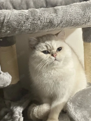 BKH Deckkater Bild 3