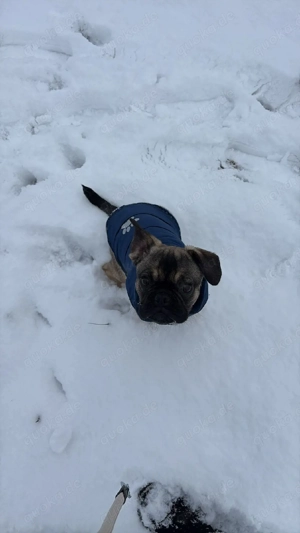 michlings rüde sucht ein liebevolles Zuhause 