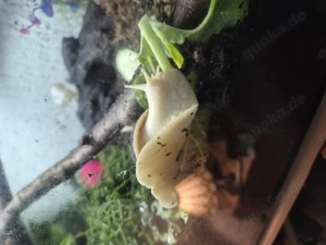 Achatschnecken zu verschenken 